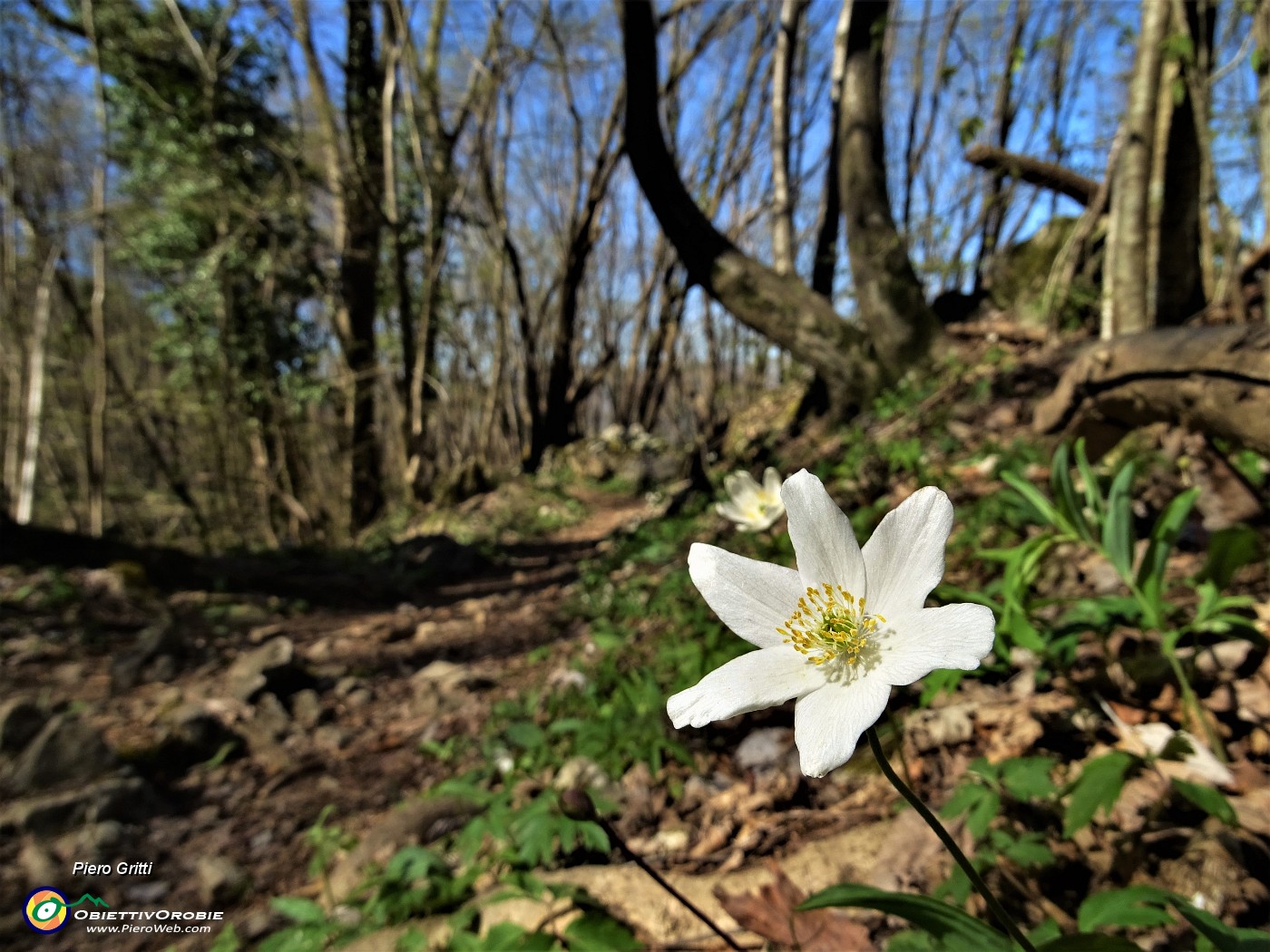 81 Anemone nemorosa (Anemoides nemorosa) sul bel sentiero 507 .JPG